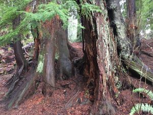 Stanley Park Rainforest